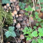 La Casina Del Cabecin En Parque Natural De Redes