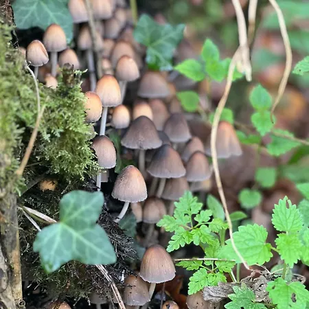 La Casina Del Cabecin En Parque Natural De Redes